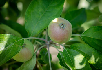 Close-up of apples on the branches of a tree.