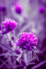 Beautiful purple flower grows in the park.