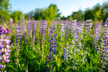 Beautiful purple flower grows in the park.