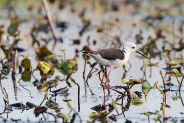 セイタカシギの親子(Black-winged Stilt)