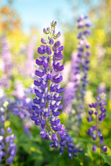 Beautiful purple flower grows in the park.