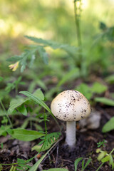 Close-up of edible mushroom growing in the ground.