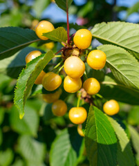 Close-up ripe yellow cherry on a tree.