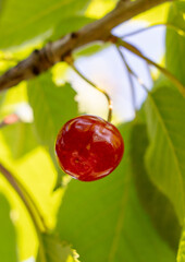 Close up of red cherry on a tree.
