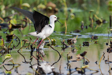 セイタカシギの親子(Black-winged Stilt)