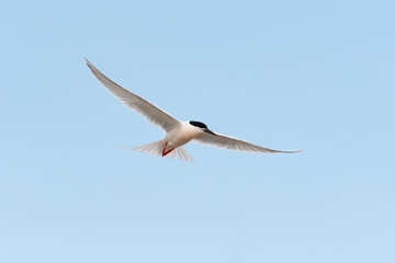 ベニアジサシ飛翔(Roseate Tern)