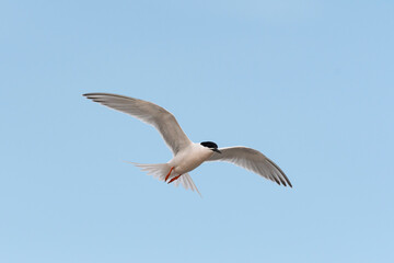ベニアジサシ飛翔(Roseate Tern)