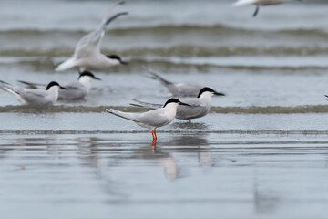 ベニアジサシ(Roseate Tern)