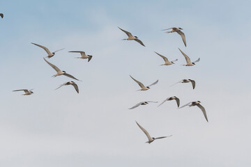 アジサシの群飛(common tern)