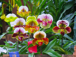 tropical orchid display