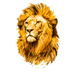 lion isolated on white