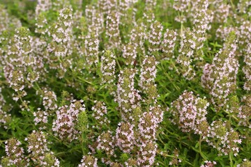 Flowering thyme in a herb garden
