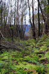 Australian bush recovers after the bush fires of 2019/20