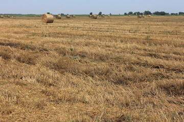 Obraz premium rolls with hay lying on a mown field