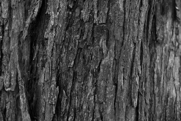 Obraz premium tree texture