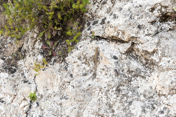 Lizard on the rock