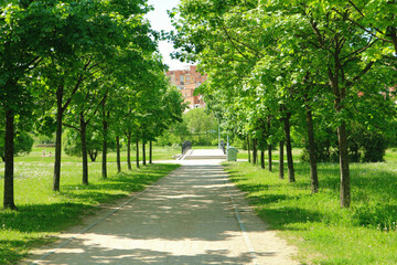 Fototapeta na wymiar Young alley in the park. A walkway leads to the bridge. Summer sunny day and good weather in Minsk, Belarus.