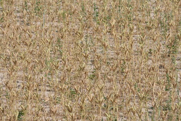 verdorrter Sojabohnenacker - Soja - Sojabohne - Glycine max