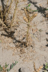 Soja - verdorrte Sojabohnen auf einem Acker - Glycine max