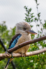 Blue-winged kookaburra, bird sitting on a branch. Wildlife, bird watching