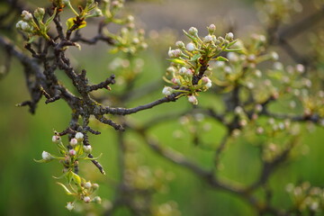 Flowering pear tree branch closeup in spring garden.