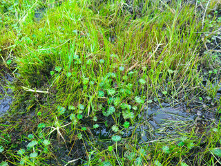 grass and moss over swamp