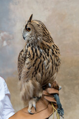 Eagle owl closeup