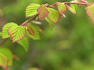 トサミズキの若葉