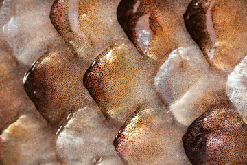 Extreme macro photo of a Tasmanian Salmon fillet. Fish scales. © Rob D