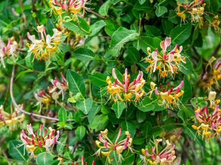 Late Dutch honeysuckle, Lonicera periclymenum ´Serotina`, is a deciduous vine with fragrant flowers, closeup with selective focus