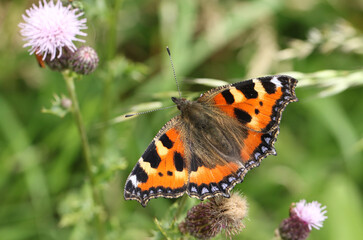 A Small Tortoiseshell Butterfly, Aglais urticae, nectaring on a thistle flower in a meadow.