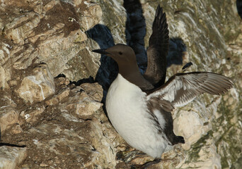 A beautiful Guillemot, Uria aalge, flapping its wings on a ledge on the cliff face during breeding season.