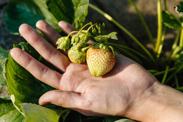 A bunch of ripening unripe green strawberries not torn from the bush lies on the palm.