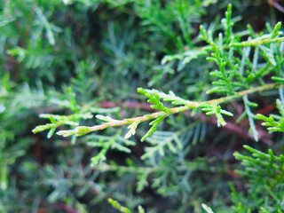 close up of pine branch tree