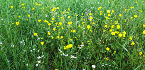 White and yellow meadow flowers blooming the spring