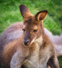 Fototapeta premium Cute kangaroo portrait on the green grass
