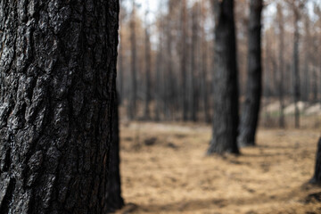 Black forest after the fire. Destruction of nature and climate change