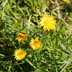 (Inula ensifolia) Schwert-Alant oder Schwertblättriger Alant 'Compacta' Lockere Horste mit gelben Blüten und dunkel-grün Blätter in einen dicht-buschigem Habitus 