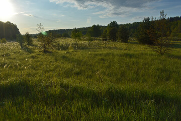 Obraz premium sunrise in the summer forest