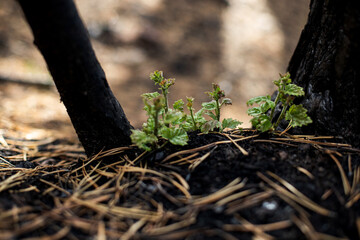 Thirst for life and renaissance of plants after a forest fire
