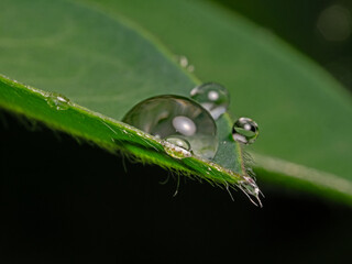 Water drops on plant leaf, Wassertropfen auf Pflanzenblatt