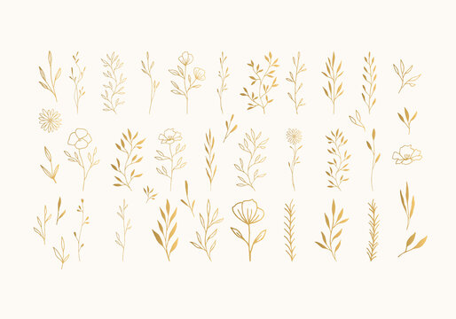 Set of golden herbs, leaves, flowers with stems, branches. Vector hand drawn illustration.