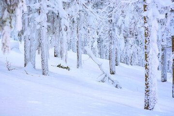 Fir forest covered with fresh fluffy snow