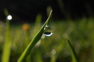 morning dew