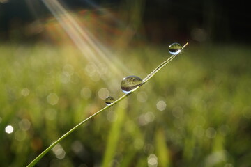 morning dew