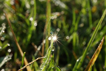 morning dew