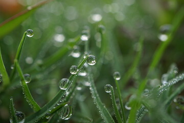 morning dew