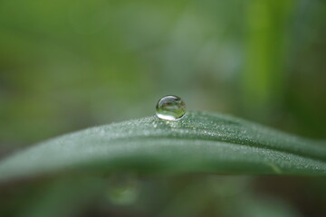morning dew