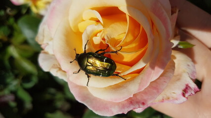 Käfer auf Rose