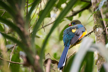 The Javan trogon-Apalharpactes reinwardtii blue bird on a branch